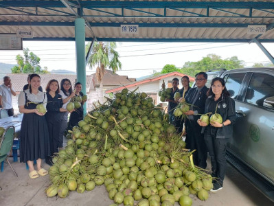 การกระจายมะพร้าวน้ำหอม "อัญมณีแห่งดินสามน้ำ" ... พารามิเตอร์รูปภาพ 1