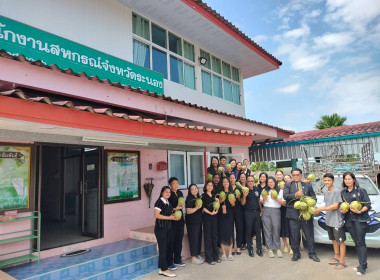 การกระจายมะพร้าวน้ำหอม "อัญมณีแห่งดินสามน้ำ" ... พารามิเตอร์รูปภาพ 8